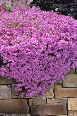 Pink Creeping Phlox - 1 Gallon Pot