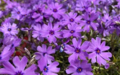Purple Beauty Creeping Phlox - 5 Pack Of Quart Pots -Wilson Bros Gardens phlox subulata purple beauty creeping 20