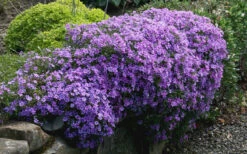 Purple Beauty Creeping Phlox - 5 Pack Of Quart Pots -Wilson Bros Gardens phlox subulata purple beauty creeping 23