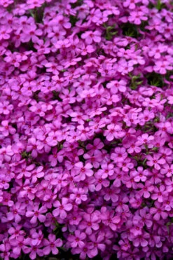 Ruby Riot Spring Bling Creeping Phlox - 1 Gallon Pot -Wilson Bros Gardens phlox subulata ruby riot 5