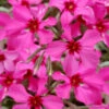 Scarlet Flame Creeping Phlox - 5 Pack Of Pint Pots