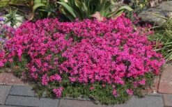 Scarlet Flame Creeping Phlox - 1 Gallon Pot -Wilson Bros Gardens phlox subulata scarlet flame creeping 2