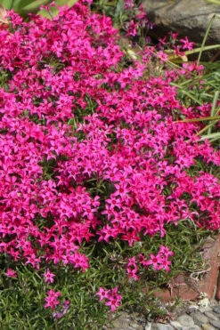 Scarlet Flame Creeping Phlox - 5 Pack Of Pint Pots 11 Scarlet Flame Creeping Phlox - 5 Pack Of Pint Pots -Wilson Bros Gardens phlox subulata scarlet flame creeping 6 1