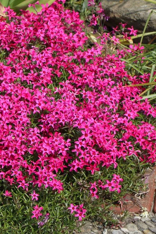 Scarlet Flame Creeping Phlox - 5 Pack Of Pint Pots 6 Scarlet Flame Creeping Phlox - 5 Pack Of Pint Pots - Image 6