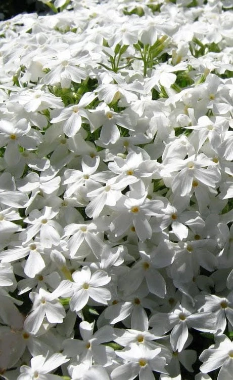 White Creeping Phlox - 6 Pack Of 1 Gallon Pots 1 White Creeping Phlox - 6 Pack Of 1 Gallon Pots