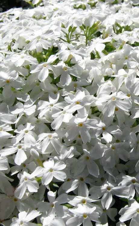 White Creeping Phlox - 1 Gallon Pot 1 White Creeping Phlox - 1 Gallon Pot