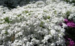 White Creeping Phlox - 6 Pack Of 1 Gallon Pots 7 White Creeping Phlox - 6 Pack Of 1 Gallon Pots -Wilson Bros Gardens phlox subulata white 2 2