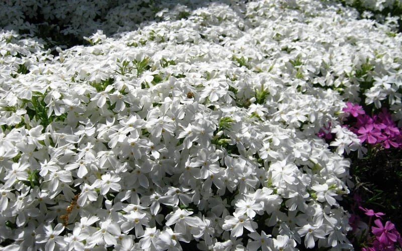 White Creeping Phlox - 6 Pack Of 1 Gallon Pots 4 White Creeping Phlox - 6 Pack Of 1 Gallon Pots - Image 4