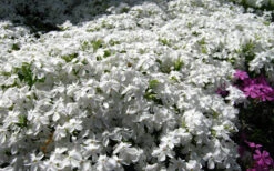White Creeping Phlox - 1 Gallon Pot 7 White Creeping Phlox - 1 Gallon Pot -Wilson Bros Gardens phlox subulata white 2