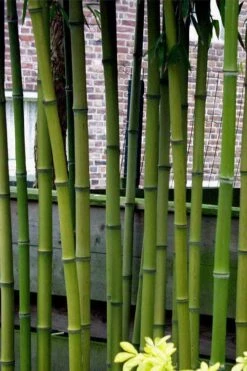 Incense Bamboo (Phyllostachys Atrovaginata) - 3 Gallon Pot -Wilson Bros Gardens phyllostachys atrovaginata incense bamboo 2