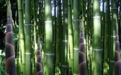 Incense Bamboo (Phyllostachys Atrovaginata) - 3 Gallon Pot -Wilson Bros Gardens phyllostachys atrovaginata incense bamboo 3