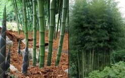 Incense Bamboo (Phyllostachys Atrovaginata) - 3 Gallon Pot -Wilson Bros Gardens phyllostachys atrovaginata incense bamboo 7