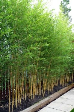 Koi Golden Bamboo (Phyllostachys Aurea 'Koi') - 3 Gallon Pot (4-6'+) -Wilson Bros Gardens phyllostachys aurea koi golden bamboo 100 1
