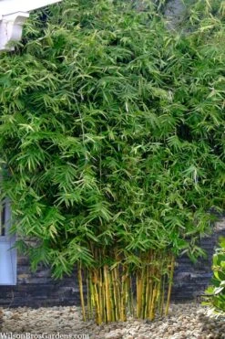 Koi Golden Bamboo (Phyllostachys Aurea 'Koi') - 3 Gallon Pot (4-6'+) -Wilson Bros Gardens phyllostachys aurea koi golden bamboo 101 1