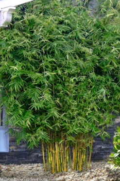 Koi Golden Bamboo (Phyllostachys Aurea 'Koi') - 3 Gallon Pot (2-4') -Wilson Bros Gardens phyllostachys aurea koi golden bamboo 101