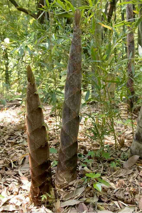 Moso Giant Bamboo (Phyllostachys Edulis 'Moso') - 3 Gallon Pot (2-4') 7 Moso Giant Bamboo (Phyllostachys Edulis 'Moso') - 3 Gallon Pot (2-4') - Image 7