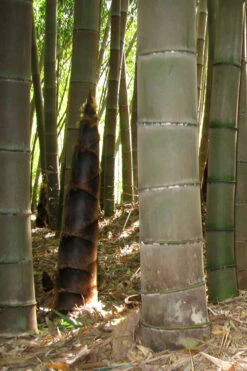 Moso Giant Bamboo (Phyllostachys Edulis 'Moso') - 3 Gallon Pot (2-4') 23 Moso Giant Bamboo (Phyllostachys Edulis 'Moso') - 3 Gallon Pot (2-4') -Wilson Bros Gardens phyllostachys edulis moso giant timber bamboo 101