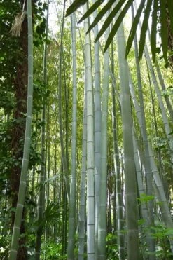 Moso Giant Bamboo (Phyllostachys Edulis 'Moso') - 3 Gallon Pot (4-6') -Wilson Bros Gardens phyllostachys edulis moso giant timber bamboo 105 1