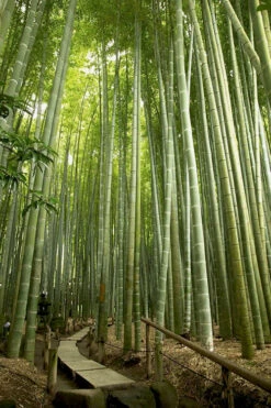 Moso Giant Bamboo (Phyllostachys Edulis 'Moso') - 3 Gallon Pot (2-4') 15 Moso Giant Bamboo (Phyllostachys Edulis 'Moso') - 3 Gallon Pot (2-4') -Wilson Bros Gardens phyllostachys edulis moso giant timber bamboo 106