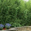 Red Margin Bamboo - Phyllostachys Rubromarginata - 3 Gallon Pot (4-6')