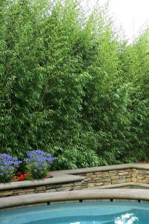 Red Margin Bamboo - Phyllostachys Rubromarginata - 3 Gallon Pot (4-6') 1 Red Margin Bamboo - Phyllostachys Rubromarginata - 3 Gallon Pot (4-6')