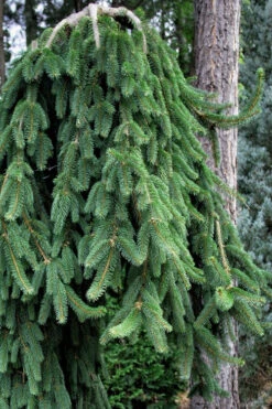 Cobra Weeping Norway Spruce - 1 Gallon Pot 8 Cobra Weeping Norway Spruce - 1 Gallon Pot -Wilson Bros Gardens picea abies cobra weeping norway spruce 1