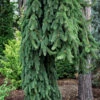 Cobra Weeping Norway Spruce - 1 Gallon Pot
