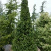 Cupressina Columnar Norway Spruce (Picea Abies) - 1 Gallon Pot