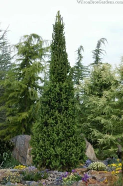 Cupressina Columnar Norway Spruce (Picea Abies) - 5 Gallon Pot -Wilson Bros Gardens picea abies cupressina columnar norway spruce 6 1