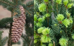 Cupressina Columnar Norway Spruce (Picea Abies) - 5 Gallon Pot -Wilson Bros Gardens picea abies cupressina columnar norway spruce 7 1