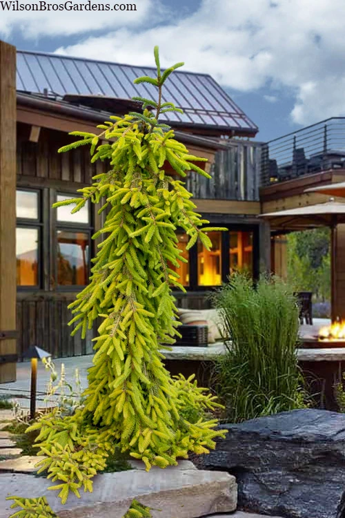 Gold Drift Weeping Norway Spruce (Picea Abies) - 1 Gallon Pot 1 Gold Drift Weeping Norway Spruce (Picea Abies) - 1 Gallon Pot