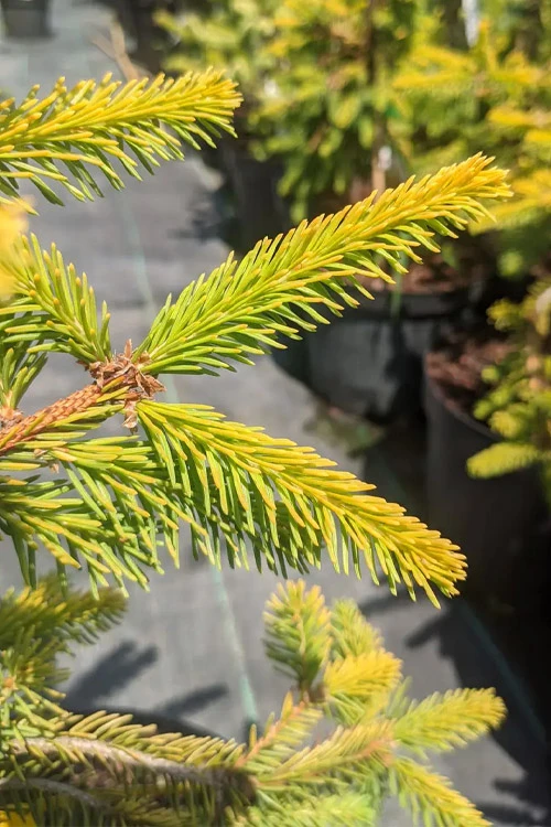 Gold Drift Weeping Norway Spruce (Picea Abies) - 1 Gallon Pot 4 Gold Drift Weeping Norway Spruce (Picea Abies) - 1 Gallon Pot - Image 4