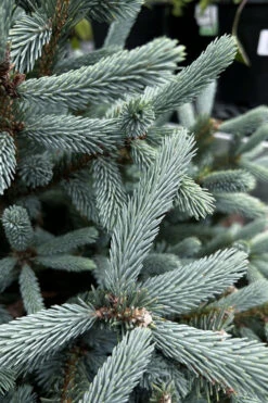 Paul's Select Blue Norway Spruce (Picea Abies) - 1 Gallon Pot -Wilson Bros Gardens picea abies pauls select norway spruce 1