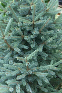 Paul's Select Blue Norway Spruce (Picea Abies) - 1 Gallon Pot -Wilson Bros Gardens picea abies pauls select norway spruce 2