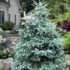 Paul's Select Blue Norway Spruce (Picea Abies) - 5 Gallon Pot