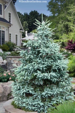 Paul's Select Blue Norway Spruce (Picea Abies) - 1 Gallon Pot