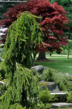 Weeping Norway Spruce (Picea Abies 'Pendula') - 1 Gallon Pot 8 Weeping Norway Spruce (Picea Abies 'Pendula') - 1 Gallon Pot -Wilson Bros Gardens picea abies pendula weeping norway spruce 10