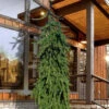 Weeping Norway Spruce (Picea Abies 'Pendula') - 1 Gallon Pot