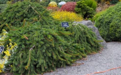 Weeping Norway Spruce (Picea Abies 'Pendula') - 5 Gallon Pot -Wilson Bros Gardens picea abies pendula weeping norway spruce 6 1