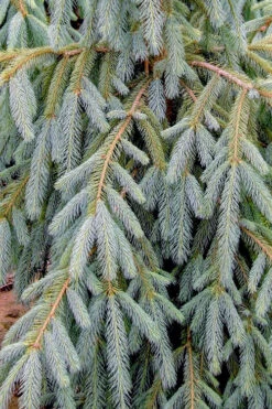 Bush's Lace Engelmann Spruce (Picea Engelmannii) - 3 Gallon Pot (3-4') -Wilson Bros Gardens picea engelmannii bushs lace engelmann spruce 10
