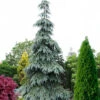Bush's Lace Engelmann Spruce (Picea Engelmannii) - 3 Gallon Pot (3-4')