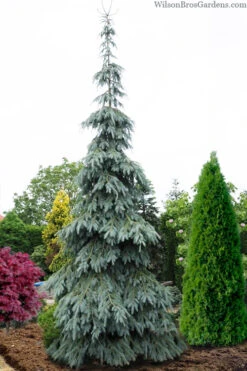 Bush's Lace Engelmann Spruce (Picea Engelmannii) - 3 Gallon Pot (3-4')