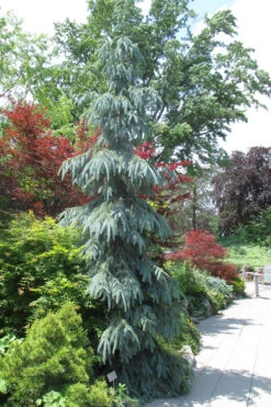 Bush's Lace Engelmann Spruce (Picea Engelmannii) - 3 Gallon Pot (3-4') -Wilson Bros Gardens picea engelmannii bushs lace engelmann spruce 8