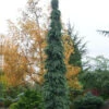 Weeping White Spruce (Picea Glauca 'Pendula') - 3 Gallon Pot