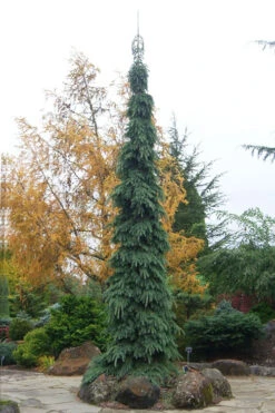 Weeping White Spruce (Picea Glauca 'Pendula') - 3 Gallon Pot