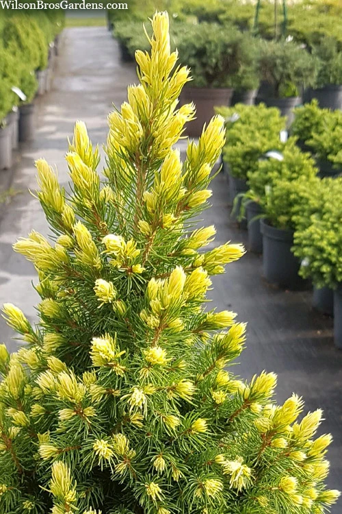 Rainbow's End Alberta Spruce - 3 Gallon Pot 3 Rainbow's End Alberta Spruce - 3 Gallon Pot - Image 3