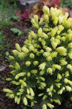 Rainbow's End Alberta Spruce - 3 Gallon Pot 7 Rainbow's End Alberta Spruce - 3 Gallon Pot -Wilson Bros Gardens picea glauca rainbows end alberta spruce 2