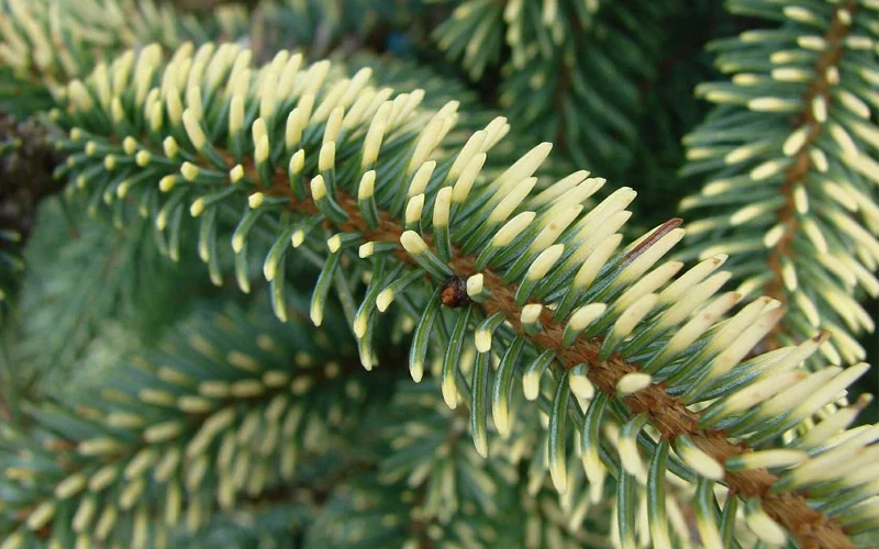 Variegated Black Hills Spruce Tree (Picea Mariana 'Aureovariegata') - 3 Gallon Pot 6 Variegated Black Hills Spruce Tree (Picea Mariana 'Aureovariegata') - 3 Gallon Pot - Image 6
