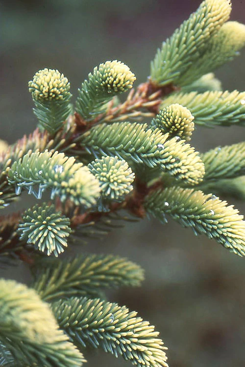 Variegated Black Hills Spruce Tree (Picea Mariana 'Aureovariegata') - 3 Gallon Pot 4 Variegated Black Hills Spruce Tree (Picea Mariana 'Aureovariegata') - 3 Gallon Pot - Image 4