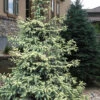 Variegated Black Hills Spruce Tree (Picea Mariana 'Aureovariegata') - 3 Gallon Pot